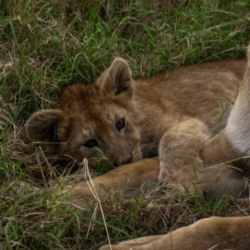 Guépard
