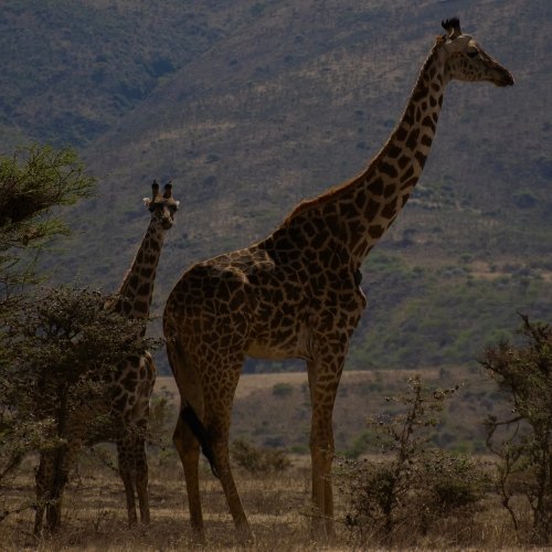 Guépard